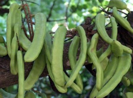 哺乳期吃刀豆有什么好处？哺乳期吃刀豆的做法