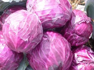 哺乳期吃紫甘蓝有什么好处?哺乳期吃紫甘蓝的做法