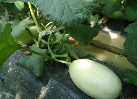 哺乳期能吃香瓜吗？哺乳期吃香瓜有什么好处