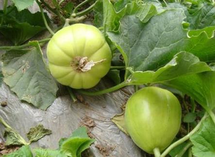 产妇能吃香瓜吗?产妇吃香瓜的食用禁忌