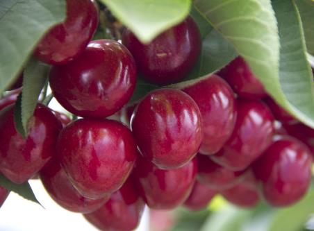 哺乳期能吃樱桃吗？哺乳期吃樱桃的做法