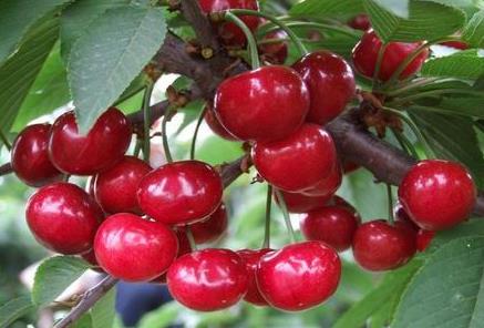 产妇能吃樱桃吗?产妇吃樱桃的做法