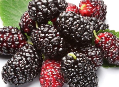 哺乳期能吃桑葚吗?哺乳期吃桑葚有什么好处