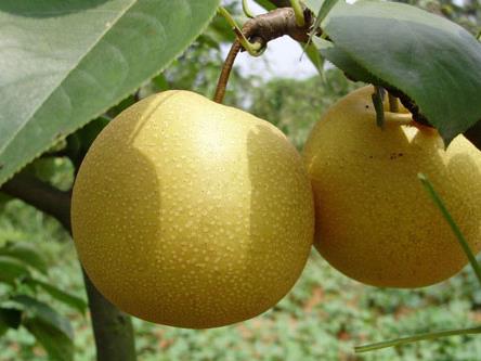 产妇可以吃梨吗?产妇吃梨好吗