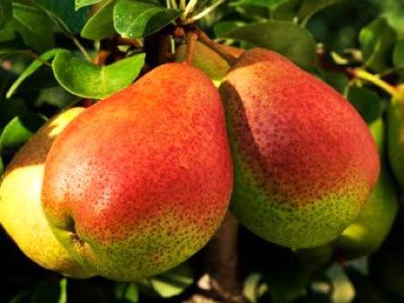 哺乳期能吃梨吗？哺乳期吃梨有什么好处