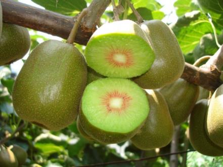 哺乳期能吃猕猴桃吗？哺乳期吃猕猴桃的好处