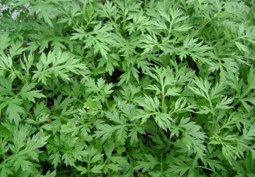 艾蒿过敏症状-艾蒿过敏怎么治疗