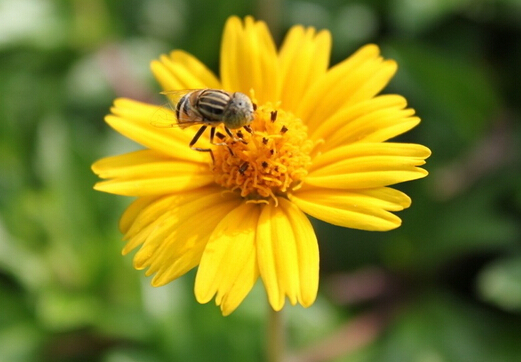 花粉过敏怎么办？如何有效的预防花粉过敏
