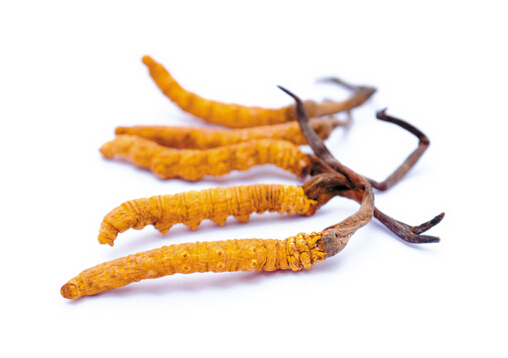 冬虫夏草的功效与作用-冬虫夏草的食用方法