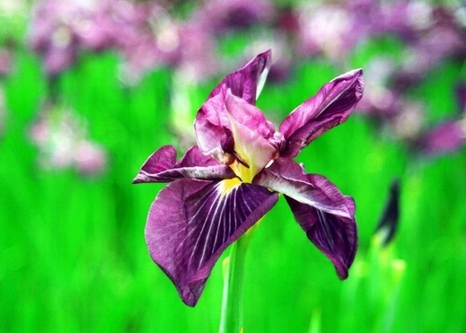 菖蒲的功效与作用-菖蒲的分类与选购技巧