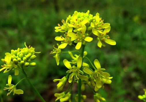 板蓝根的副作用-板蓝根的功效与作用