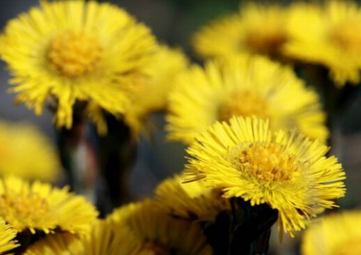 款冬花的介绍-款冬花的功效与作用