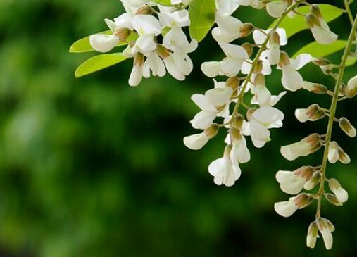 槐花的功效与作用-槐花的介绍