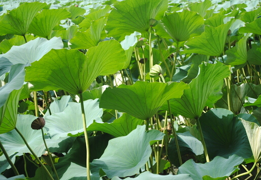 荷叶适合的人群-荷叶的功效与作用