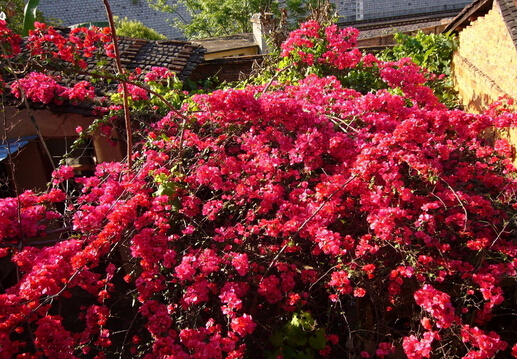 红花的功效与作用-红花的介绍