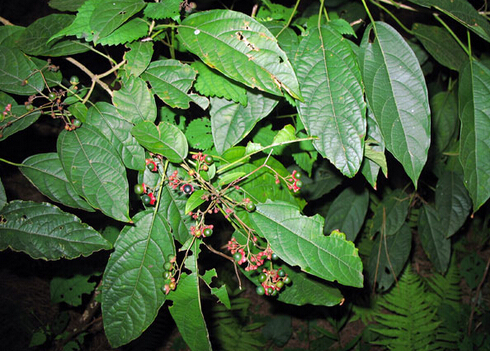 大青叶的介绍-大青叶的功效与作用