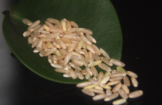 糙米是什么?糙米减肥法一周就见效!