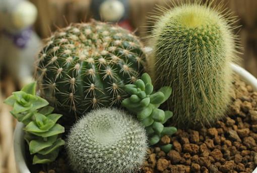 仙人球/仙人掌防辐射吗?电脑族工作者如何防辐射