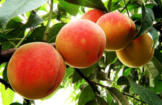 桃子的营养价值-吃桃子的好处
