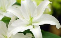 四大宝贝助你赶走秋燥 让你健康养生