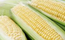 多吃玉米能预防肠癌吗？如何通过饮食预防肠癌