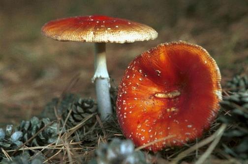 食用野菜有哪些注意事项?哪些野菜不可以吃