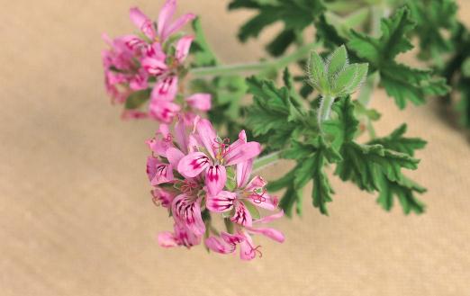 酒精摄入过量导致脸肿-如何瘦脸?