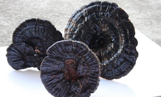 吃灵芝有什么好处?灵芝怎么吃才健康?