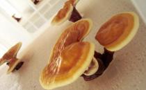 冬季进补食疗方：灵芝煲乌龟的做法