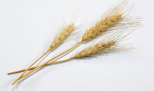 吃燕麦有什么功效?燕麦怎么吃营养?