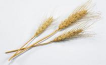 吃燕麦有什么功效？燕麦怎么吃营养？