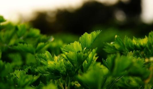 芹菜养生食谱：鸡丝拌芹菜的做法