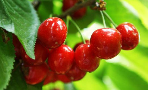 吃樱桃有什么好处?吃樱桃别过量