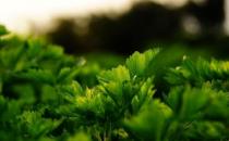 芹菜养生食谱：鸡丝拌芹菜的做法