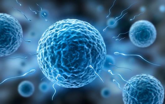 如何提高卵子质量？提高卵子质量的食物有哪些