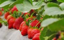 吃草莓有什么好处？女性吃草莓可预防心脏病