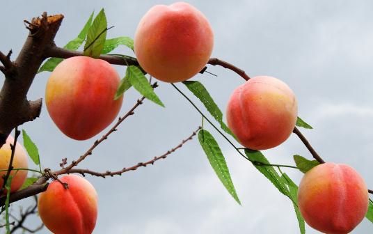 吃点“难吃”的食物也能让你排毒哦!