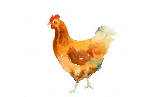 鸡身上的什么部位不能吃?最好别吃鸡皮!