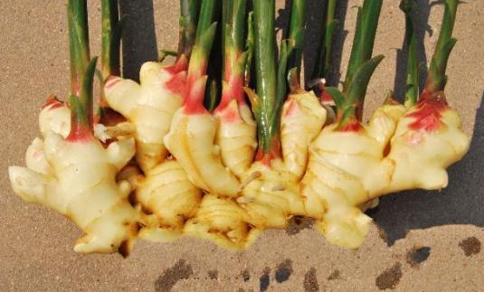 吃姜有什么好处?姜可做调料