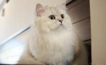 如何喂养波斯猫才科学