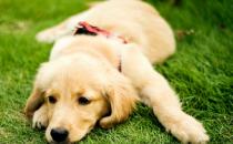 最正确的金毛犬喂食方法