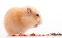 新手饲养仓鼠需要注意哪些地方