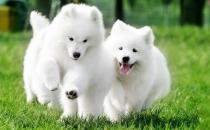 给萨摩耶梳毛的正确方法与步骤