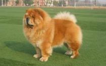 挑选标准松狮犬前必看技巧