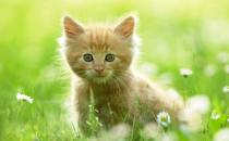 如何训练猫咪排泄习惯