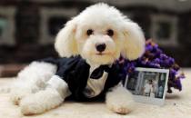 什么是泰迪熊的逆向喷嚏 如何解决呢？