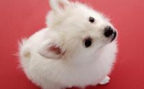 警惕狗狗背部疼痛症状