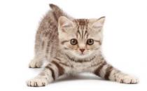 为何夏天热猫咪不爱吃饭？