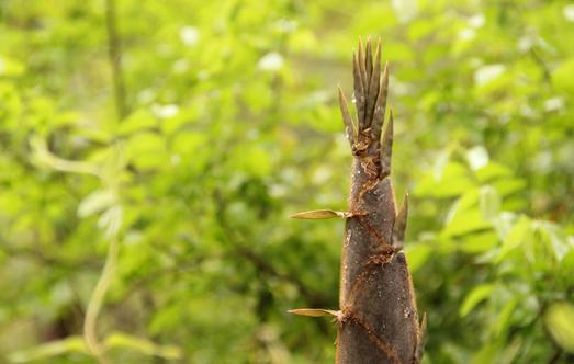 春笋有什么营养价值?吃春笋需要注意什么?