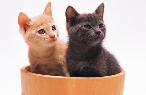 喂养宠物猫需要注意的四大误区（喂养宠物猫的注意事项） 动物百科